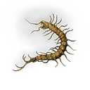 Golden Centipede