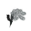 Grave Glovewort [6]