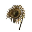 Tarnished Golden Sunflower