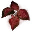 Arteria Leaf