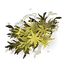 Fulgurbloom