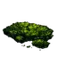 Cave Moss