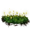 Budding Cave Moss