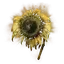 Golden Sunflower