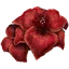 Sanguine Amaryllis