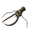 Great Dragonfly Head