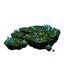 Crystal Cave Moss
